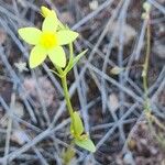 Centaurium maritimum 花