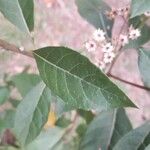 Gymnanthemum amygdalinum Leaf