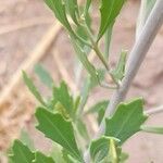 Tessaria absinthioides Hoja