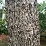 Combretum imberbe Bark