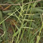 Urochloa trichopus Habitus