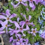 Phlox caespitosa Flor