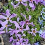 Phlox caespitosa Blomma