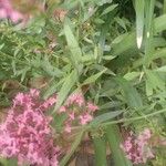 Centranthus ruberКветка