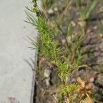 Tripleurospermum inodorum 叶
