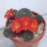 Rebutia minuscula Habit