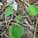 Plectranthus parviflorus Blad