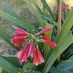 Clivia nobilis Blomma