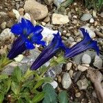 Gentiana alpina Blomma