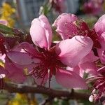 Prunus persica Flor