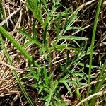 Pulsatilla montana Blad