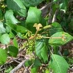 Toxicodendron pubescens Hoja