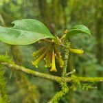 Peddiea africana Blüte
