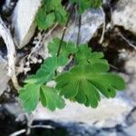 Aquilegia pyrenaica Blatt