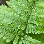 Gymnocarpium robertianum Hoja