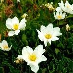 Anemone alpina 花