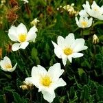 Anemone alpina Flower