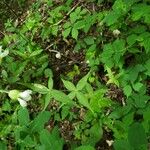 Silene stellata Frunză