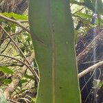 Elaphoglossum macropodium Blad