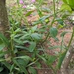 Talinum paniculatum Habit