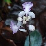 Disperis humblotii Flor