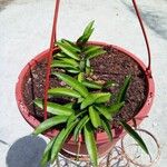 Hoya wayetii Leaf