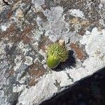 Quercus cerris Fruit