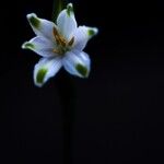 Leucojum vernum Flor