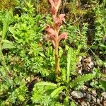 Orobanche teucrii फूल