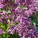 Syringa josikaea Flower