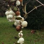 Symphoricarpos albus Fruit