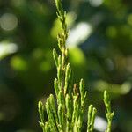 Erica arborescens Leaf