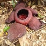 Rafflesia kerrii Цвят