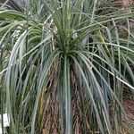 Puya mirabilis Habitatea