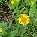 Inula britannica Levél