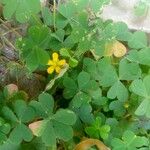 Oxalis stricta Leaf