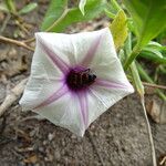 Ipomoea obscura Λουλούδι