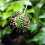 Geum macrophyllum Fruit