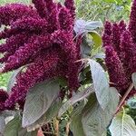 Amaranthus hypochondriacusKwiat