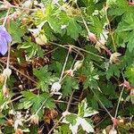 Geranium platypetalum Плод