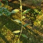 Lycium chinense ഇല