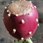 Opuntia maxima Fruit