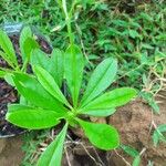 Talinum paniculatum Lapas