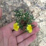 Helianthemum hirtum Frunză