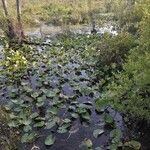 Nymphaea mexicana Frunză