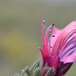 Echium creticum Flower
