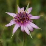 Tragopogon porrifolius Flower