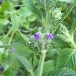 Marsypianthes chamaedrys Hoja