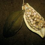 Pachira dolichocalyx Fruit