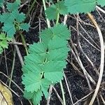 Sanguisorba minor برگ